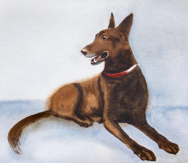 Dog 1-Watercolor Painting 9X12 by QI HAN art