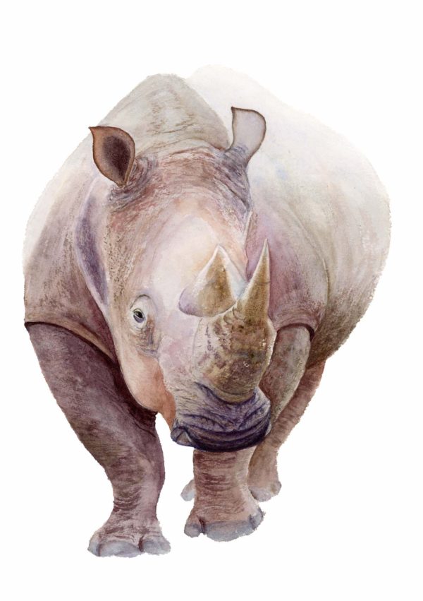 Rhino-Watercolor-by-QI-HAN art