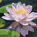 qi han watercolor pink waterlily