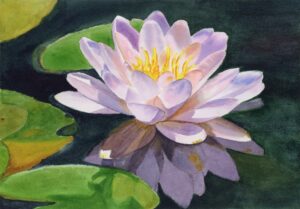 qi han watercolor pink waterlily