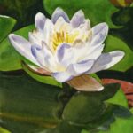 qi han watercolor white waterlily stage 2 20250228