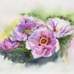 qi han watercolor opulent peonies